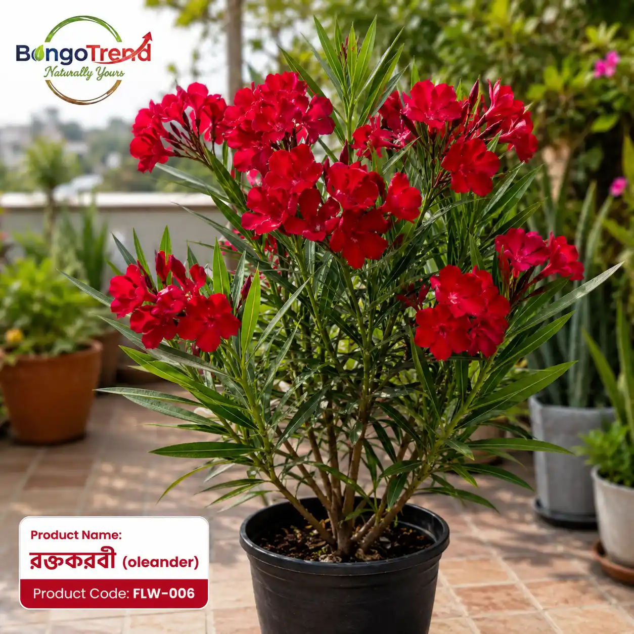 Roktokorobi / Oleander (রক্তকরবী)